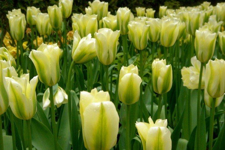 Zelené tulipány Zelené tulipány