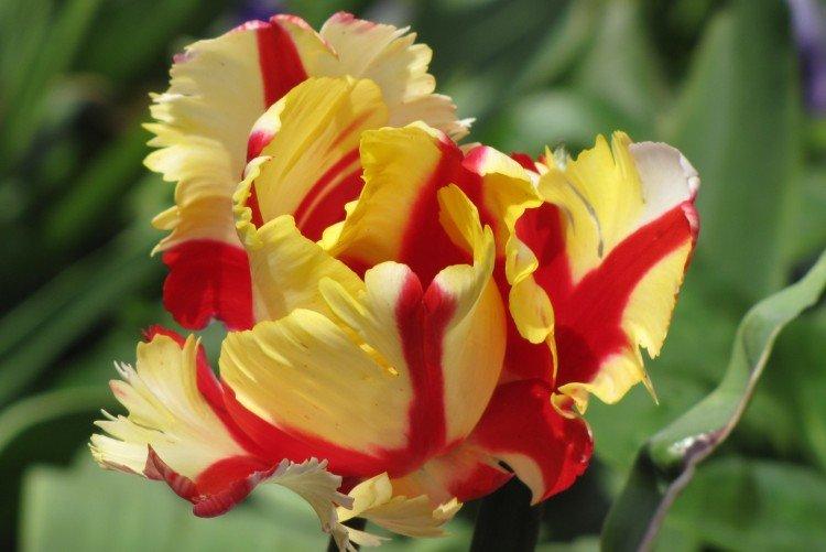 Papagáje tulipány Papagáje tulipány