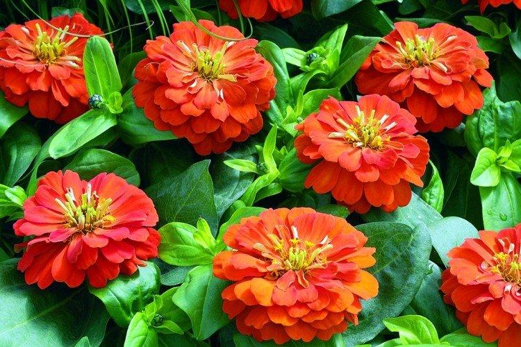 Zinia (50 photos): types, care and planting in the open field