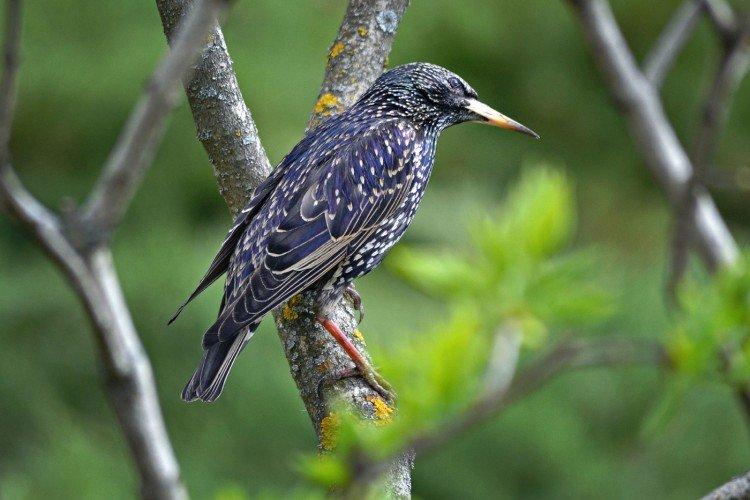 Starling (50 fotografií): opis vtáka, biotopu a toho, čo jedáva