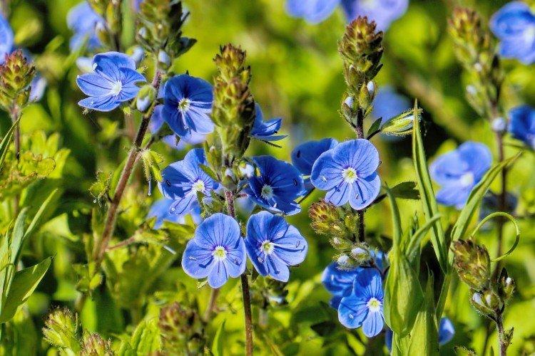 Blue flowers: names, photos and descriptions (catalog)