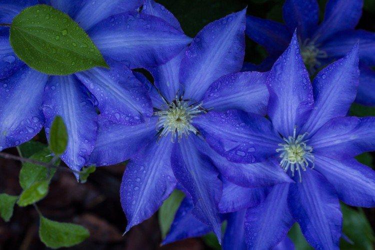 Clematis Clematis