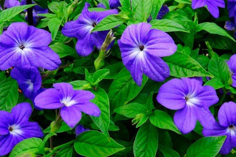 Brovallia Brovallia