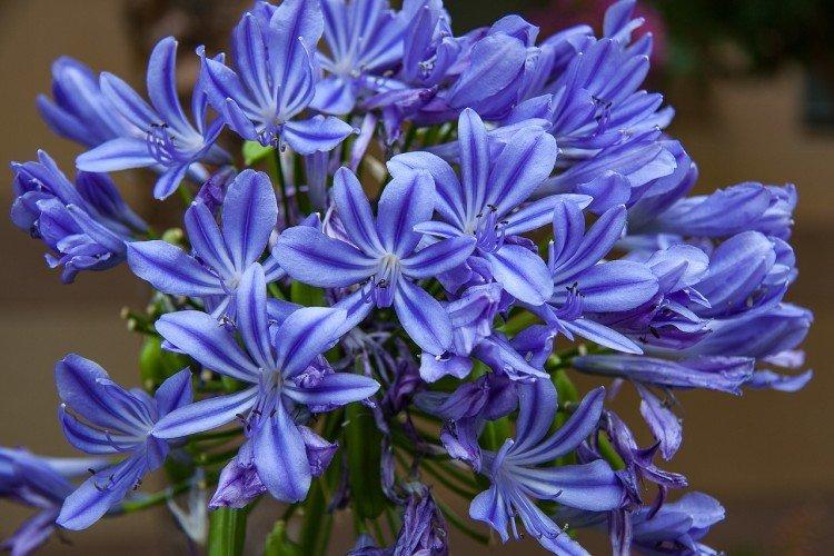 Agapanthus Agapanthus