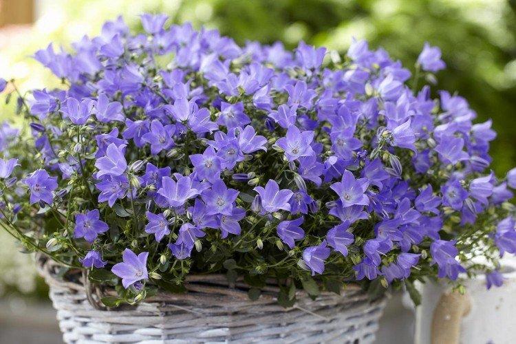 Campanula Campanula