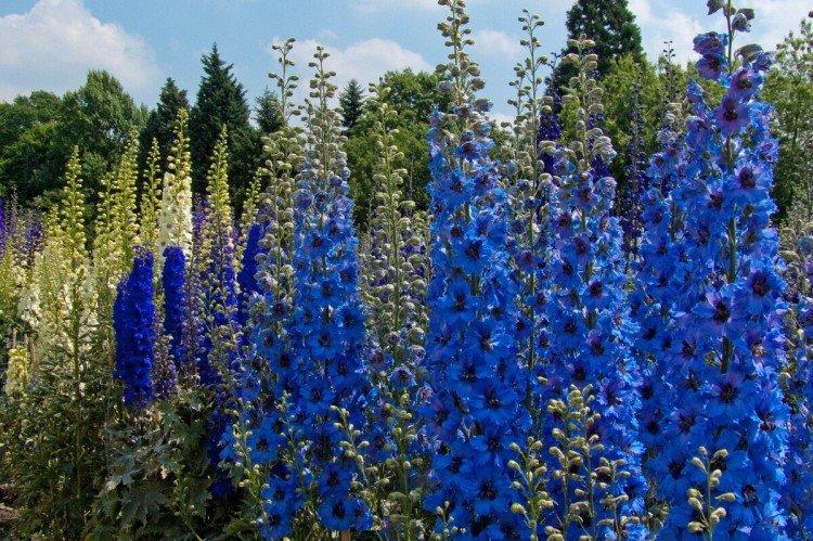 Delphinium Delphinium