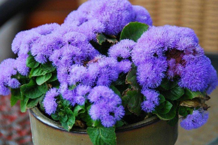 Ageratum Ageratum