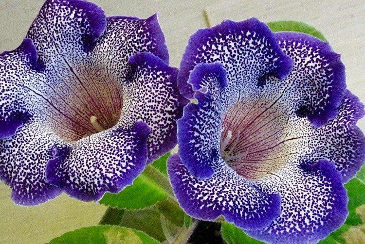 Gloxinia Gloxinia