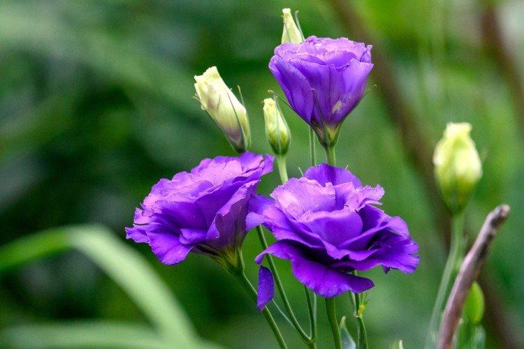 Eustoma Eustoma