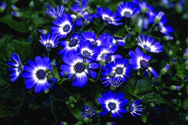 Cineraria Cineraria