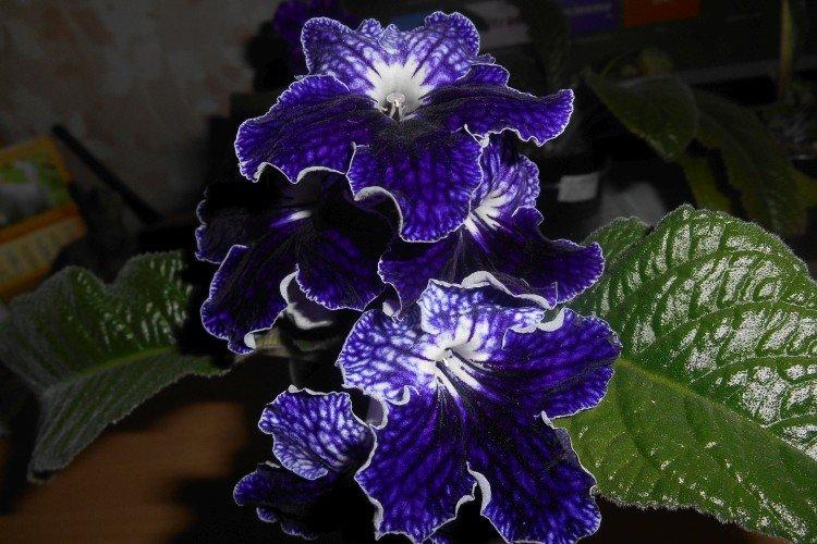 Streptocarpus Rex Streptocarpus Rex