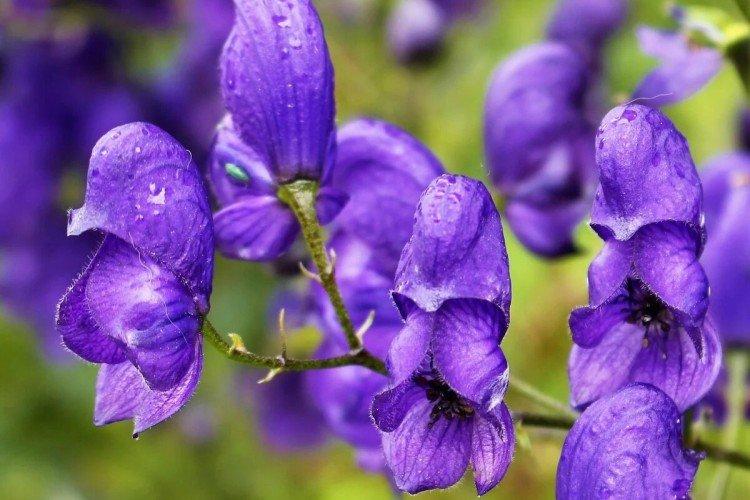 Aconite Aconite