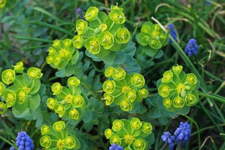 Euphorbia (50 fotografií): typy, vlastnosti výsadby a starostlivosti Euphorbia (50 fotografií): typy, vlastnosti výsadby a starostlivosti