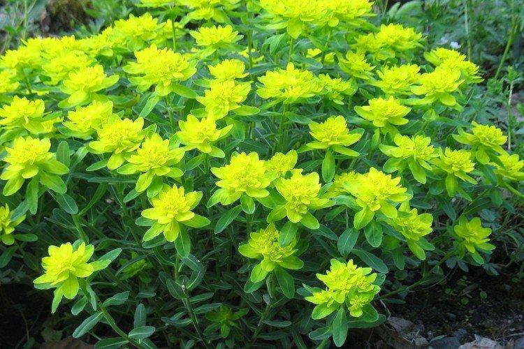 Euphorbia - foto Euphorbia - foto