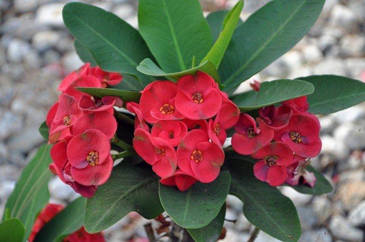 Euphorbia - foto Euphorbia - foto