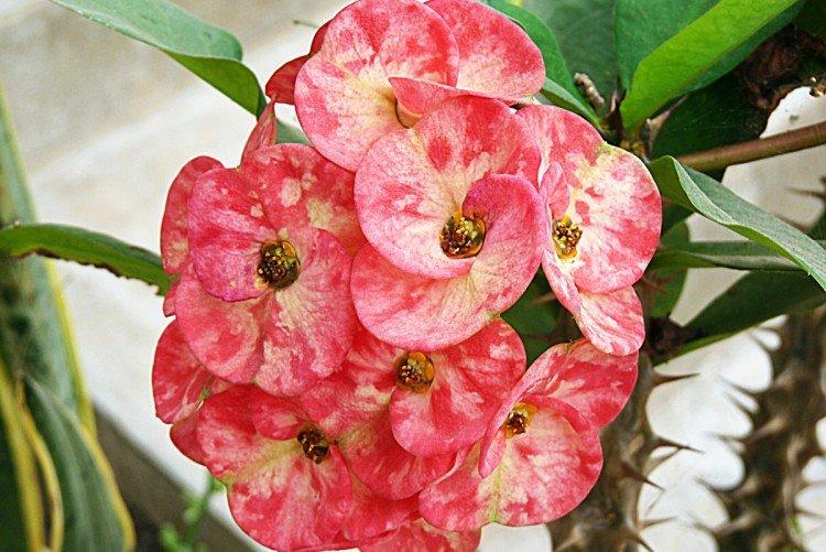 Euphorbia - foto Euphorbia - foto