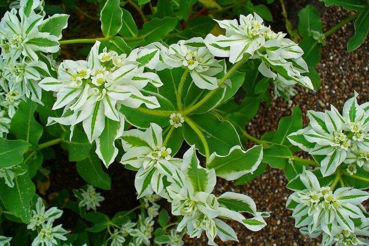 Euphorbia - foto Euphorbia - foto