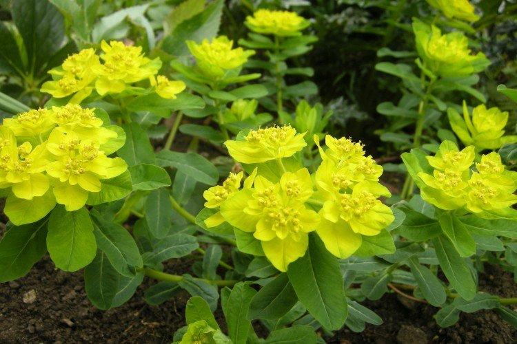 Euphorbia - foto Euphorbia - foto