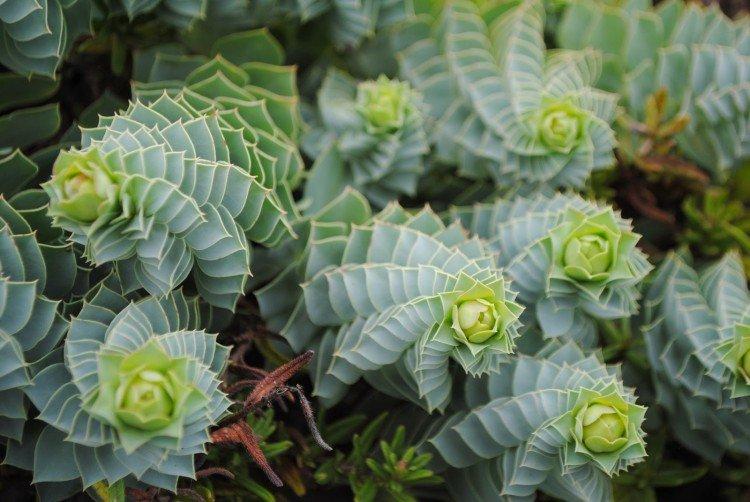 Euphorbia - foto Euphorbia - foto