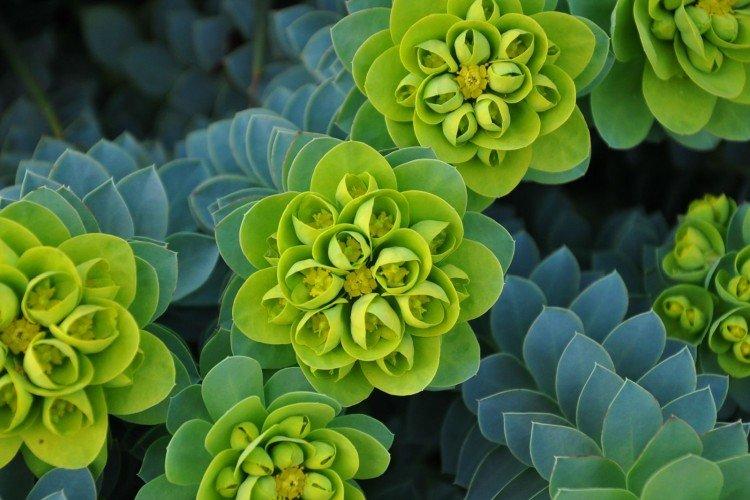 Euphorbia - foto Euphorbia - foto