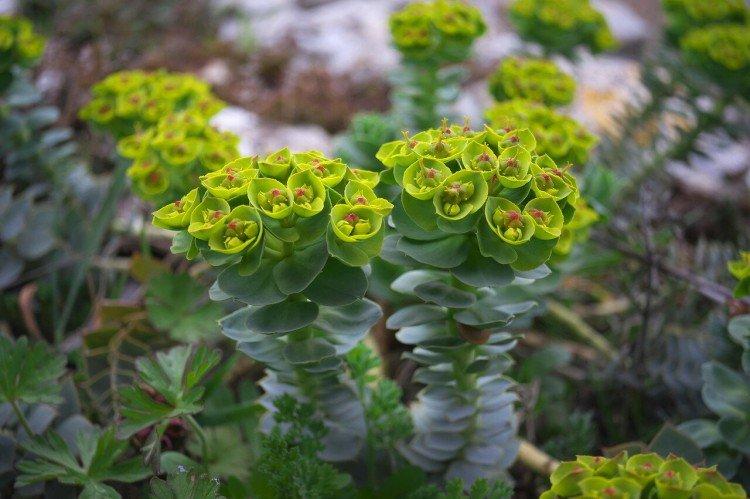Euphorbia - foto Euphorbia - foto