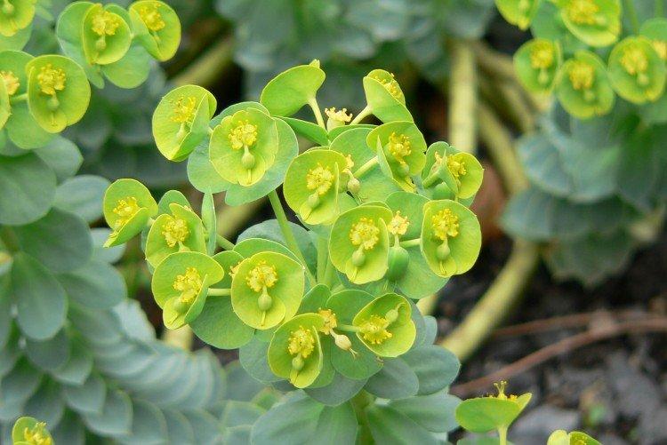 Euphorbia - foto Euphorbia - foto