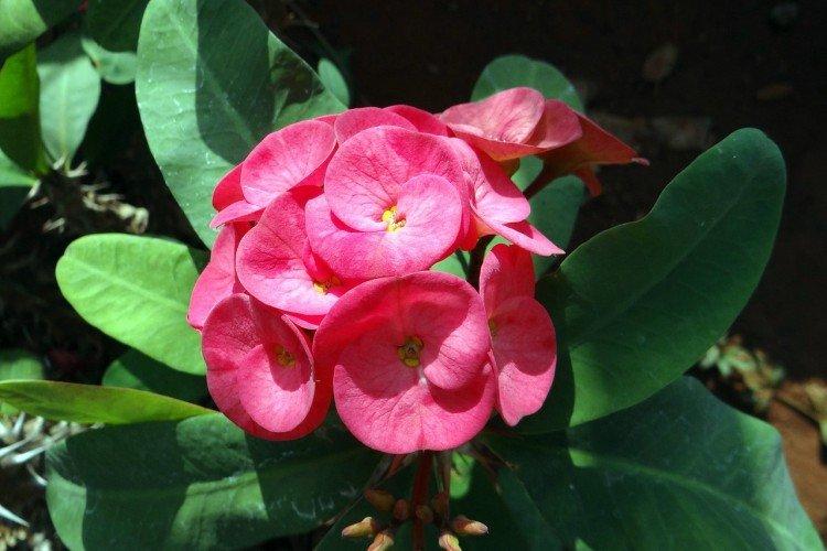 Euphorbia - foto Euphorbia - foto