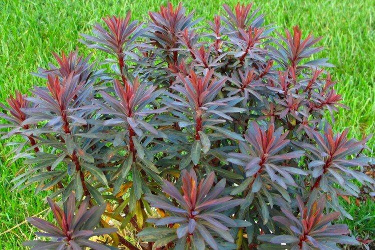 Euphorbia - foto Euphorbia - foto
