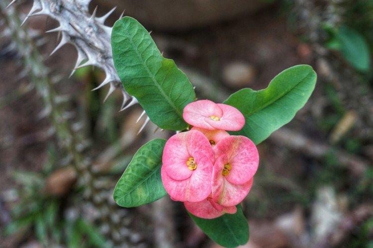 Euphorbia - foto Euphorbia - foto