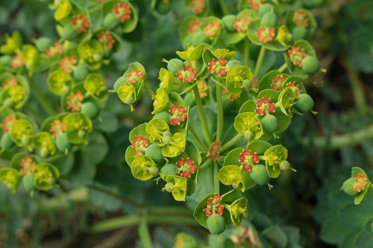 Euphorbia - foto Euphorbia - foto