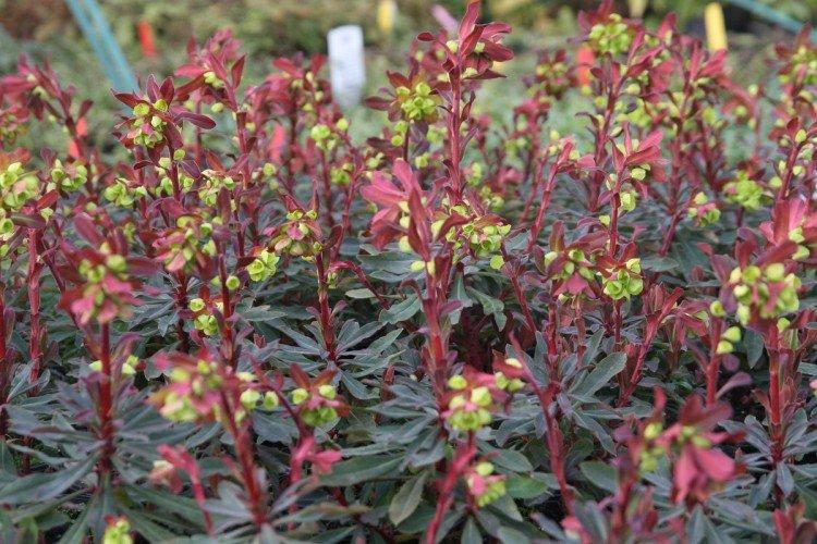 Mandľový spurge Mandľový spurge