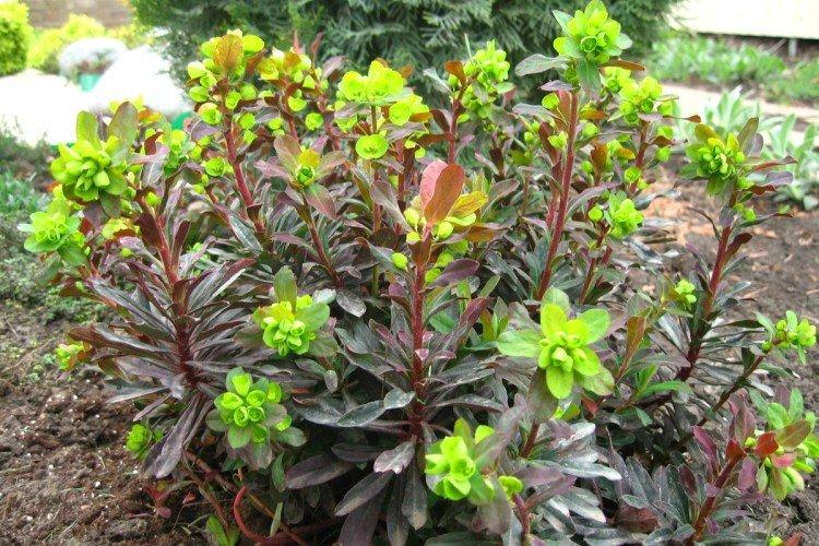 Euphorbia - foto Euphorbia - foto