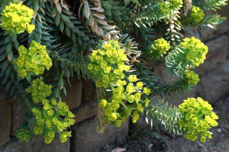 Euphorbia - foto Euphorbia - foto