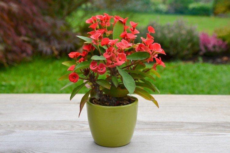 Euphorbia - foto Euphorbia - foto