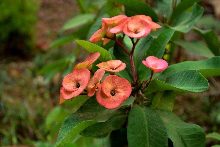 Euphorbia - foto Euphorbia - foto