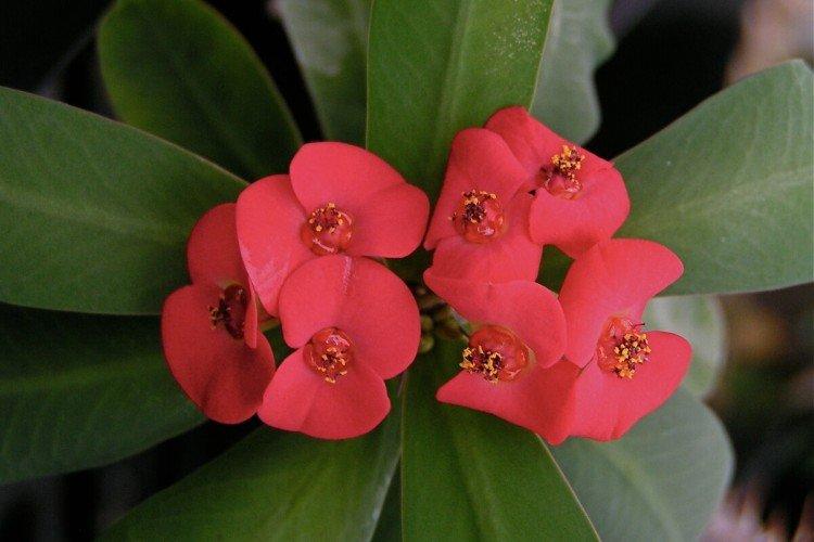 Euphorbia - foto Euphorbia - foto