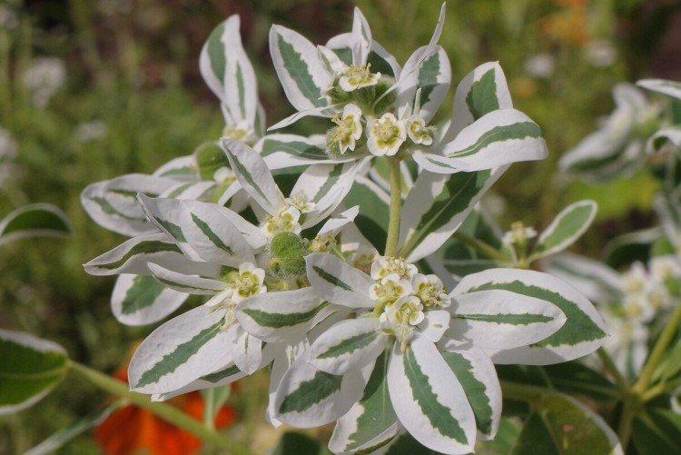 Euphorbia - foto Euphorbia - foto