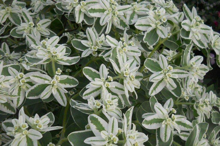 Euphorbia - foto Euphorbia - foto