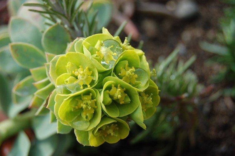 Euphorbia - foto Euphorbia - foto