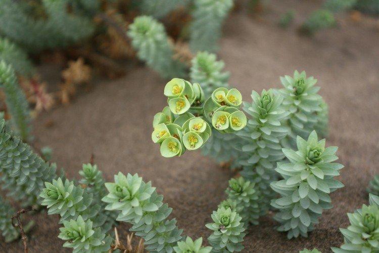 Euphorbia - foto Euphorbia - foto