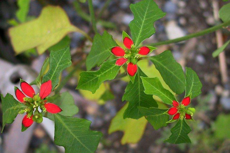 Pestrý spurge Pestrý spurge