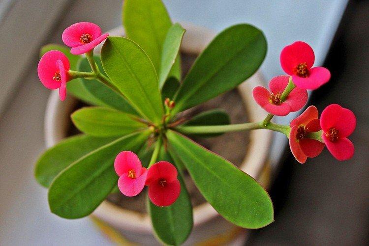 Euphorbia - foto Euphorbia - foto