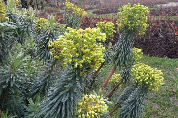 Stredomorský spurge Stredomorský spurge