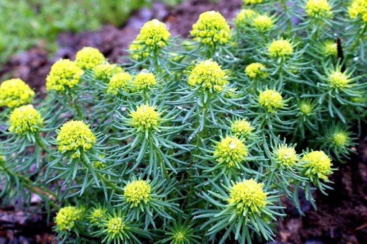 Cypress spurge Cypress spurge
