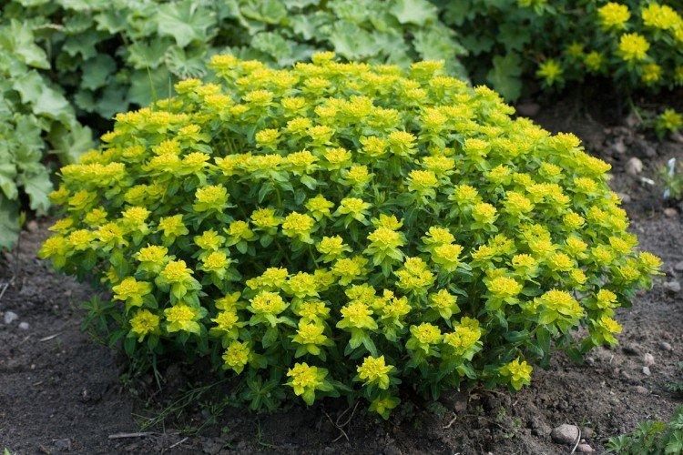 Viacfarebný spurge Viacfarebný spurge