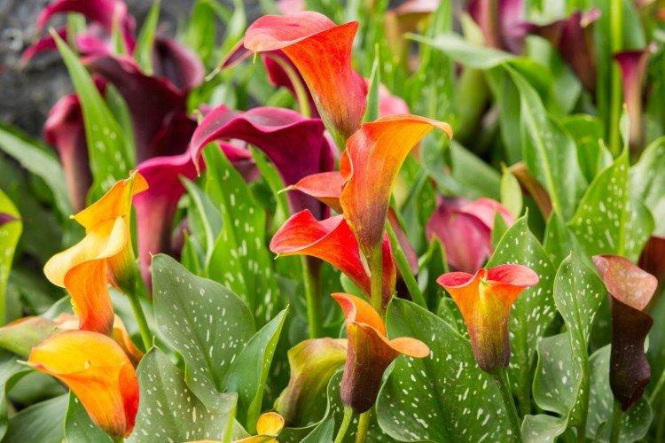 Callas (60 photos): types, care and planting in the open field