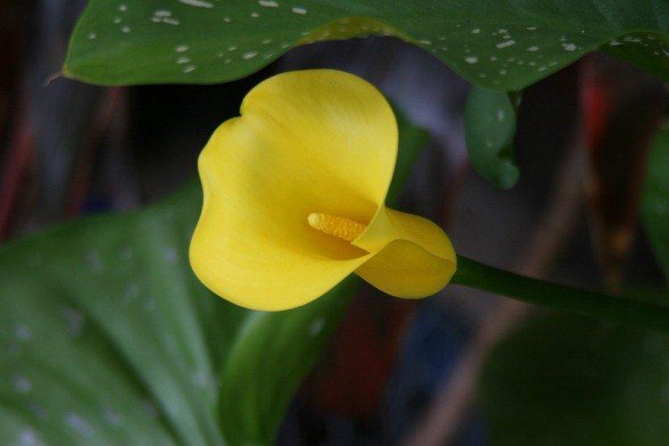 Fertilizers and feeding Fertilizers and feeding