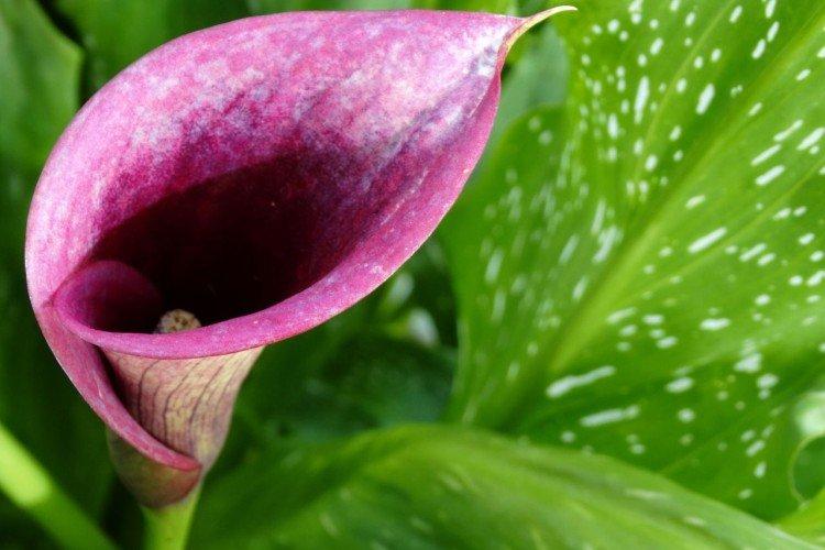 Calla lilies after flowering Calla lilies after flowering