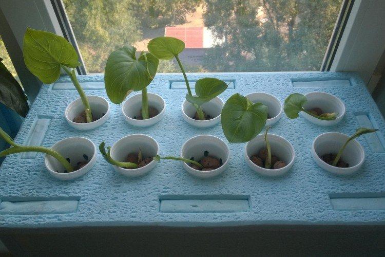 Planting and breeding Planting and breeding