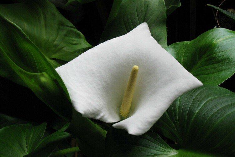 Calla pests and diseases Calla pests and diseases